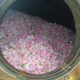 RosesBorn fotoğraf 3