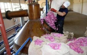 RosesBorn fotoğraf 4