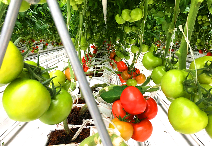 SARE AGRO TARIMSAL ÜRÜNLERI SERACILIK PAZARLAMA SANAYİ VE DIŞ TİCARET LİMİTED ŞİRKETİ fotoğraf 5