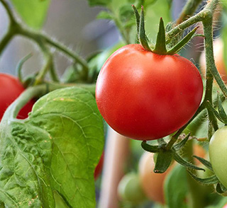 SARE AGRO TARIMSAL ÜRÜNLERI SERACILIK PAZARLAMA SANAYİ VE DIŞ TİCARET LİMİTED ŞİRKETİ fotoğraf 2