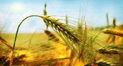 Akseki Petrol - İpragaz & Soil Petrol fotoğraf 5