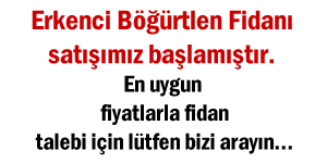 Böğürtlen Fidanı fotoğraf 4