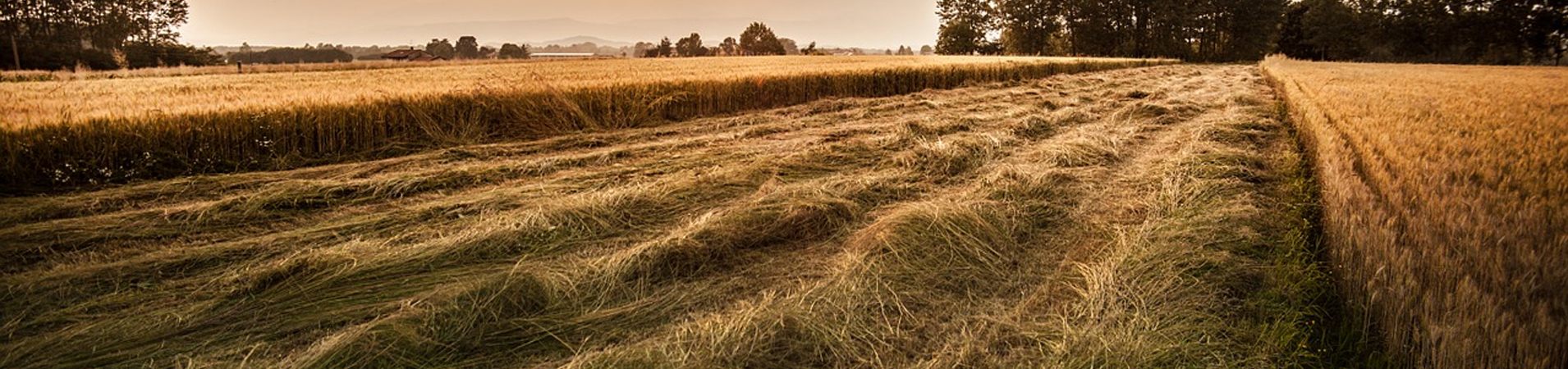 ELİT AGRO GIDA SAN VE TİC A.Ş. fotoğraf 2