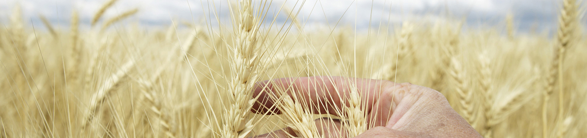 ELİT AGRO GIDA SAN VE TİC A.Ş. fotoğraf 3