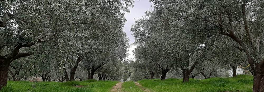 Kumdere Zeytin Çiftliği fotoğraf 1