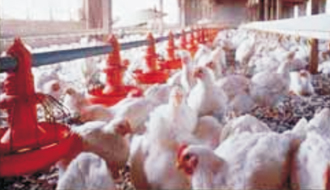 RENA IMPEX -MCP-monocalcium phosphate and DCP-dicalcium phosphate and feed additives manufacturer and exporter fotoğraf 2