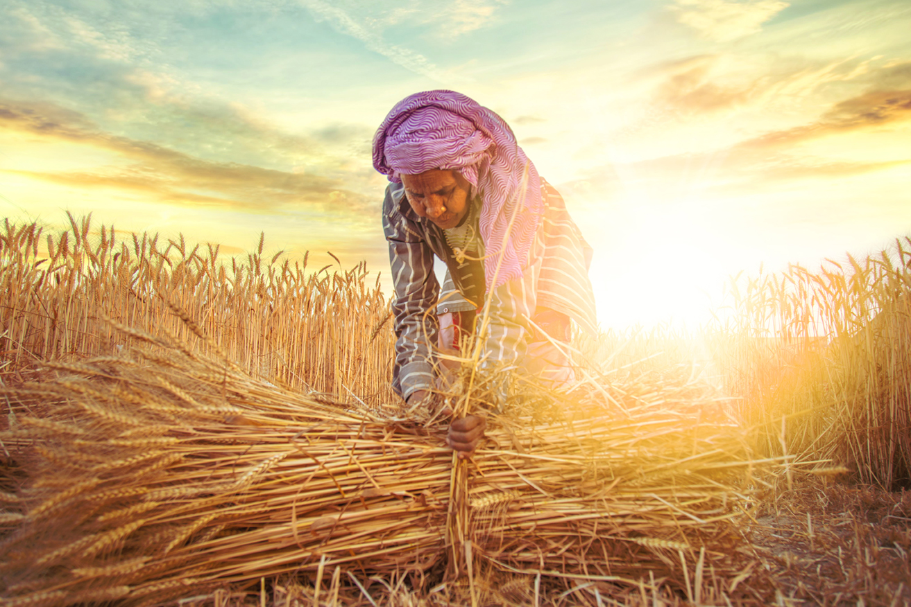 Win Agro Gida Anonim Şirketi fotoğraf 4