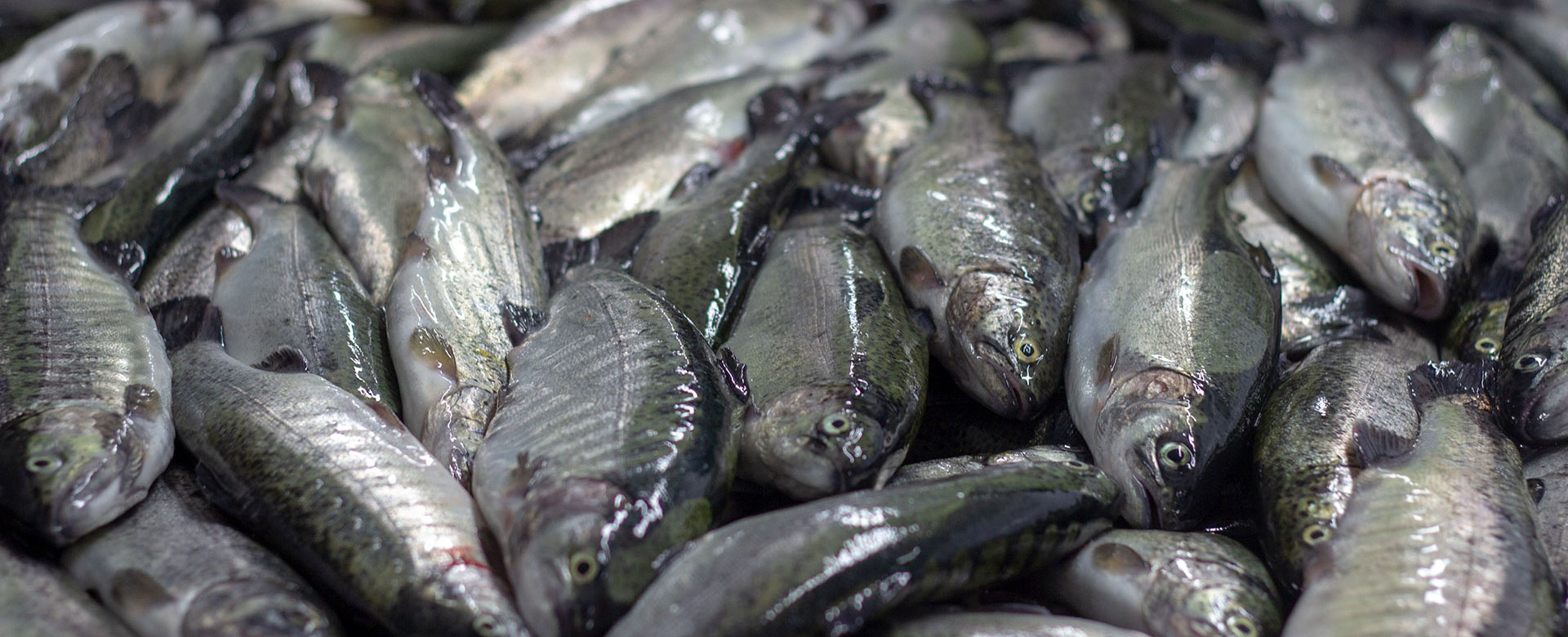 Yavuzlar Seafood fotoğraf 1