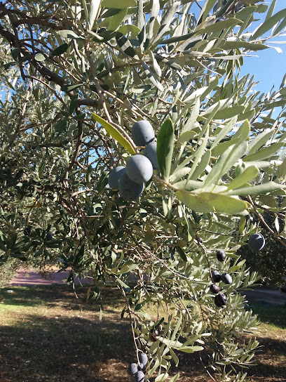 Genç Zeytin Bahçesi kapak görseli