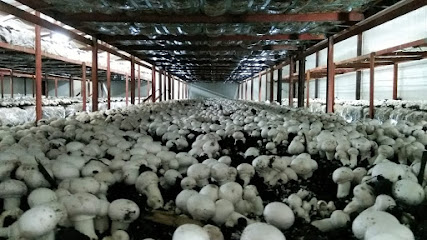 Dinçer Mantar Üretim Tesisleri kapak görseli