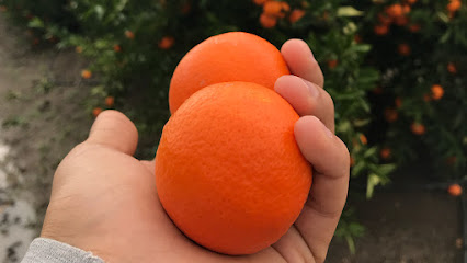 YDM Olive Lemon Tarım kapak görseli