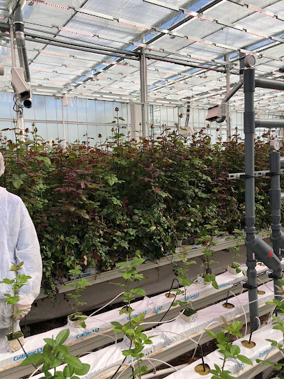 Haksev Greenhouse kapak görseli