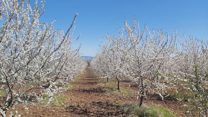 Agrolidya Tarım A.Ş | Zeytin, Badem, Ceviz Fidanı, UCB1 ve Anaç Çeşitleri kapak görseli