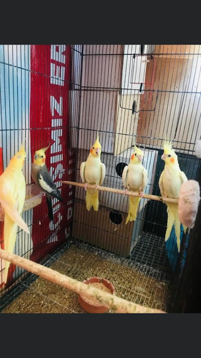 SULTAN PAPAĞANI ÜRETİM kapak görseli
