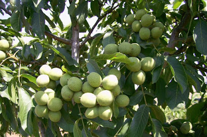 AKAR FİDANCILIK kapak görseli