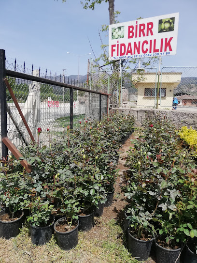 Niksar Birr Fidancılık kapak görseli