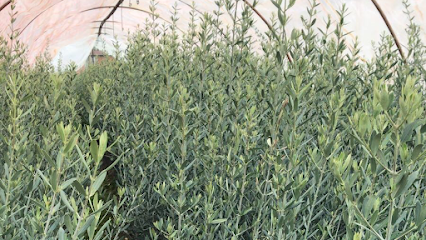 Balcılar Zeytin Fidanlığı kapak görseli