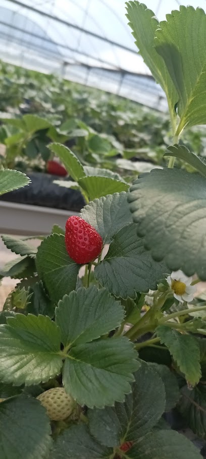 Çilek Büyüsü Sera kapak görseli