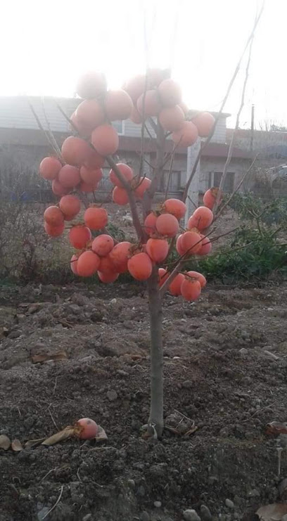 Efem Fidancılık kapak görseli