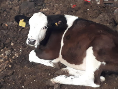 AKBAŞ SÜT ve KURBANLIK ÇİFTLİĞİ kapak görseli