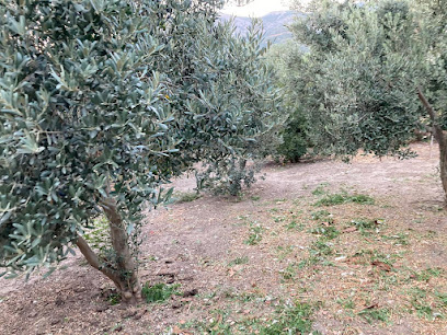 Ege Zeytin Yağı kapak görseli