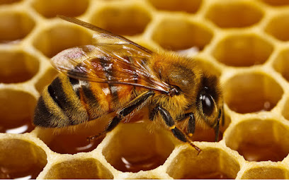 Ana Petek Beekeeping Supplies Industry. and Trade Ltd. Sti kapak görseli