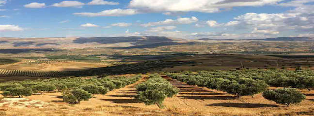 Olive Oil Manufacturer kapak görseli