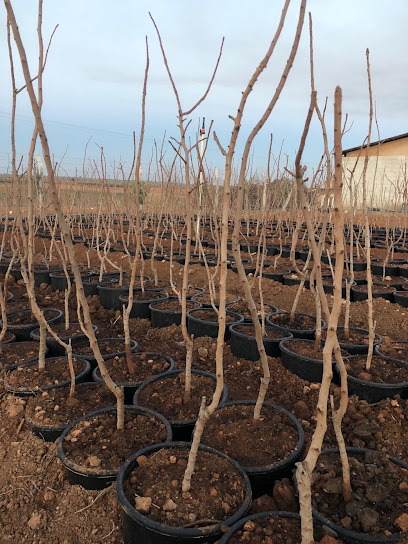 Gaziantep Aşılı Fıstık MBM Fidancılık kapak görseli