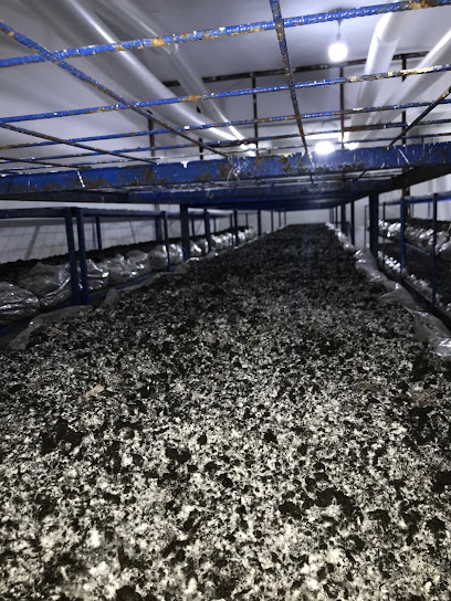 Adana Mantar Fabrikası (imamoğlu) kapak görseli