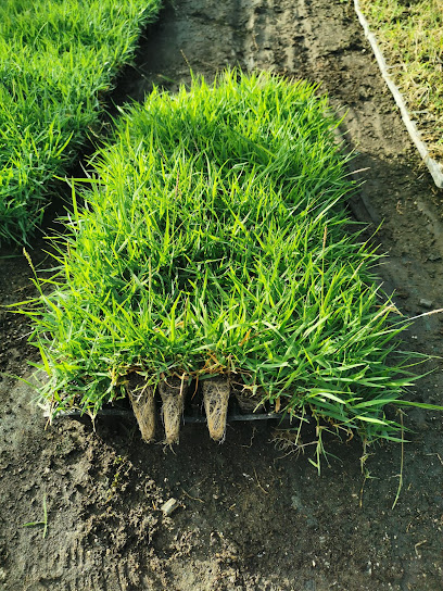 zoysia çim kapak görseli