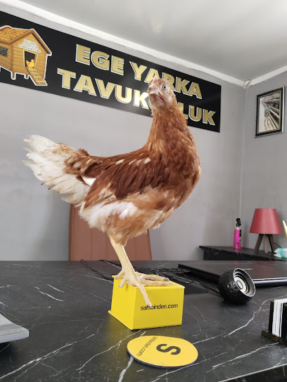 Ege Yarka kapak görseli