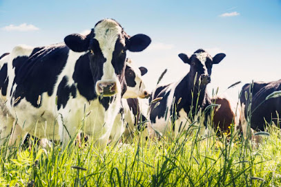 RIZA KUZUCU’S FARM kapak görseli