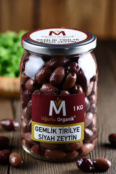 UĞURLU ZEYTINYAGLARI kapak görseli