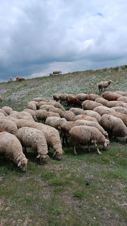 Çavuşlar Tarım ve Hayvancılık (Avcular Çiftliği) kapak görseli