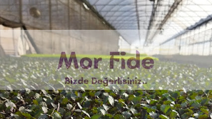 MOR FİDE / SEBZE DÜNYASI kapak görseli