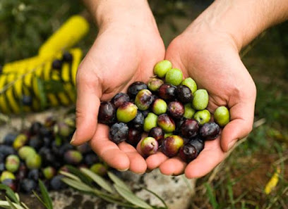 DK Zeytin ve Zeytinyağ İşletmesi kapak görseli