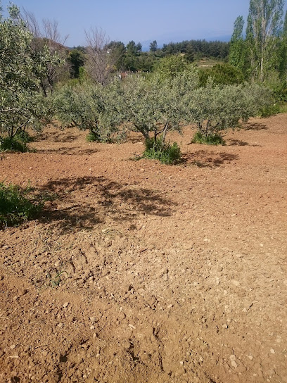 olive-tree sea landscap / Oliven Plantage in Kusadasi kapak görseli