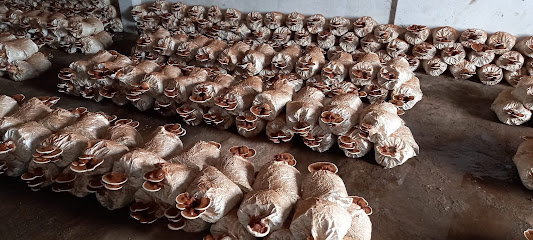 Hafız Baba Mantar Çiftliği kapak görseli