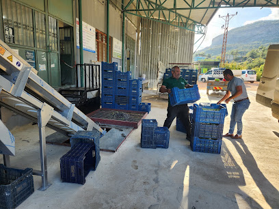 Akçal Zeytinyagi Fabrikasi kapak görseli