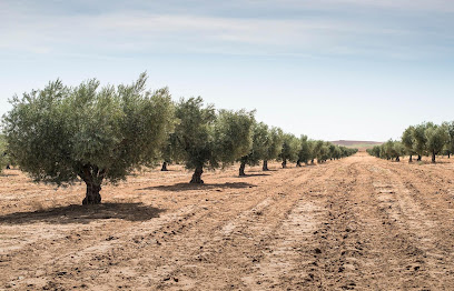 Zertum Doğal Zeytin kapak görseli