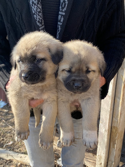 Kıyçaklar kangal çiftliği kapak görseli