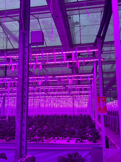 Mfk Bitki Led ve Sera Lambaları kapak görseli