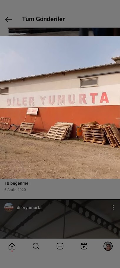 Diler yumurta kapak görseli