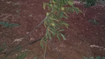 ecrin fidancılık kapak görseli