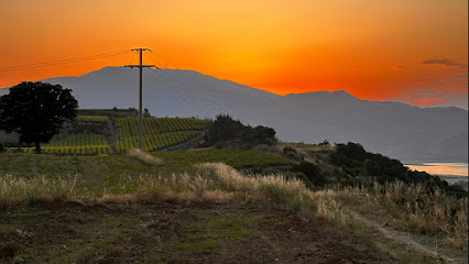 Cinar Vineyards kapak görseli