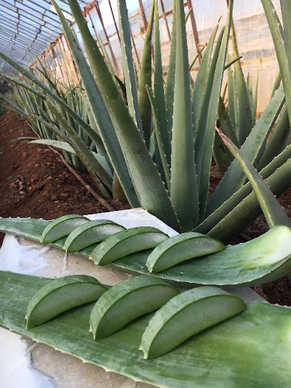 KOZAN ALOE VERA YETİŞTİRİCİLİĞİ VE DOGAL ALOE VERA SABUN ÜRETİMİ kapak görseli