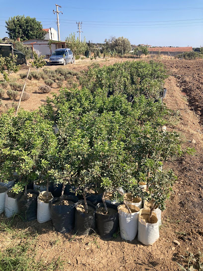 Çeşme Damla Sakızı Fidanlığı kapak görseli