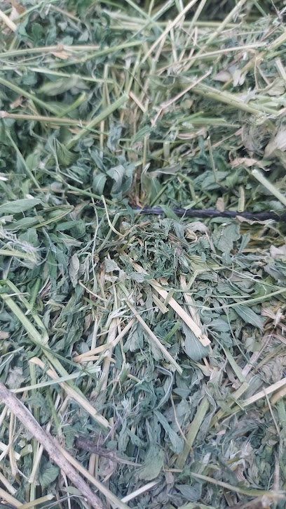 Yonca Balyası kapak görseli