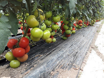 Tahsin Akcan Üretim Tesisi kapak görseli
