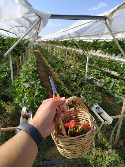 Strawberry Park kapak görseli